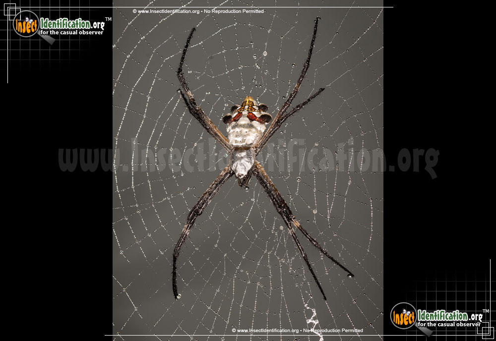 Full-sized image of the Silver-Garden-Spider