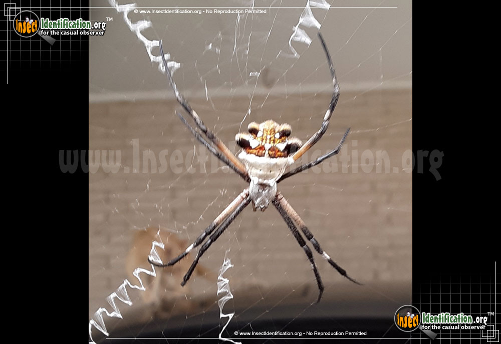 Full-sized image #4 of the Silver-Garden-Spider