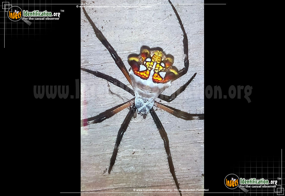 Full-sized image #6 of the Silver-Garden-Spider
