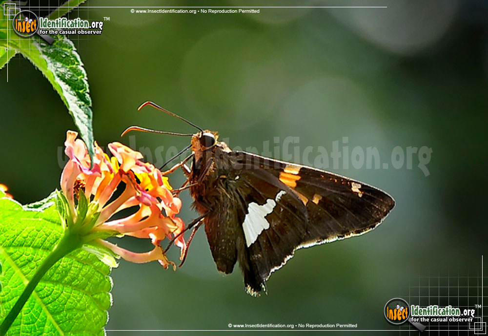 Full-sized image #11 of the Silver-spotted-Skipper