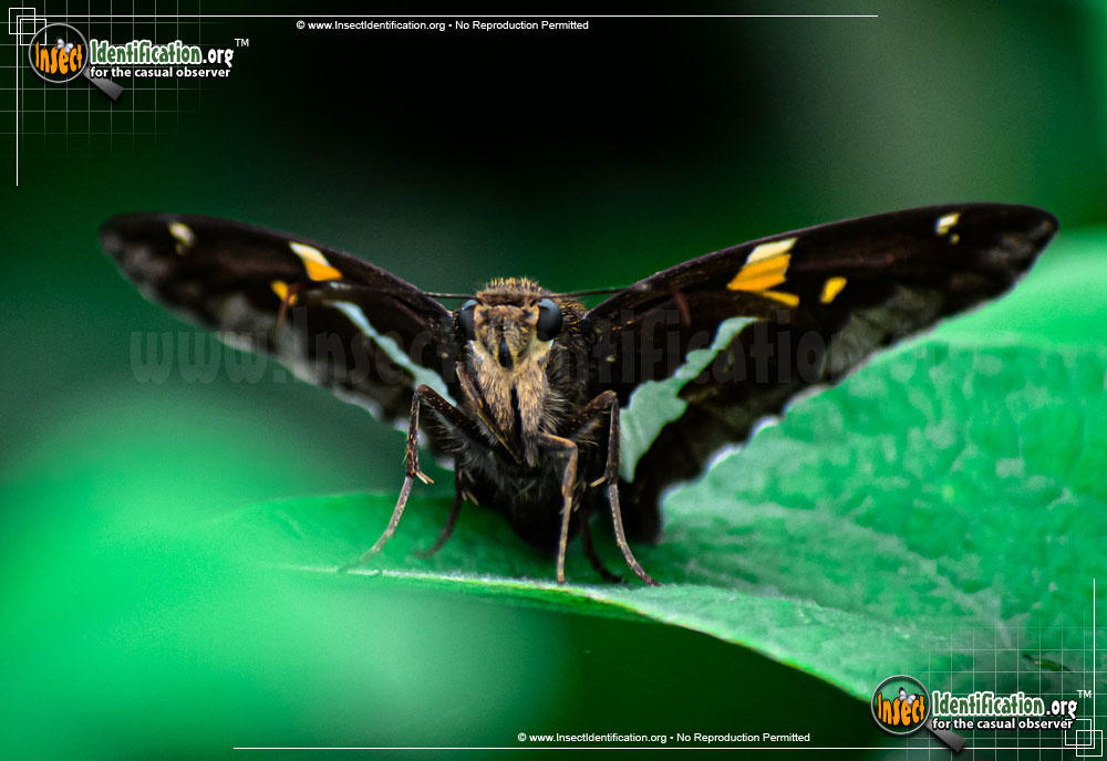 Full-sized image #7 of the Silver-spotted-Skipper