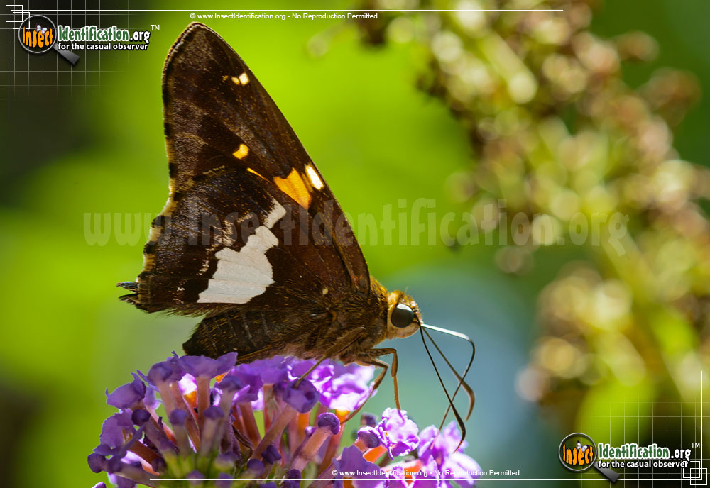 Full-sized image of the Silver-spotted-Skipper