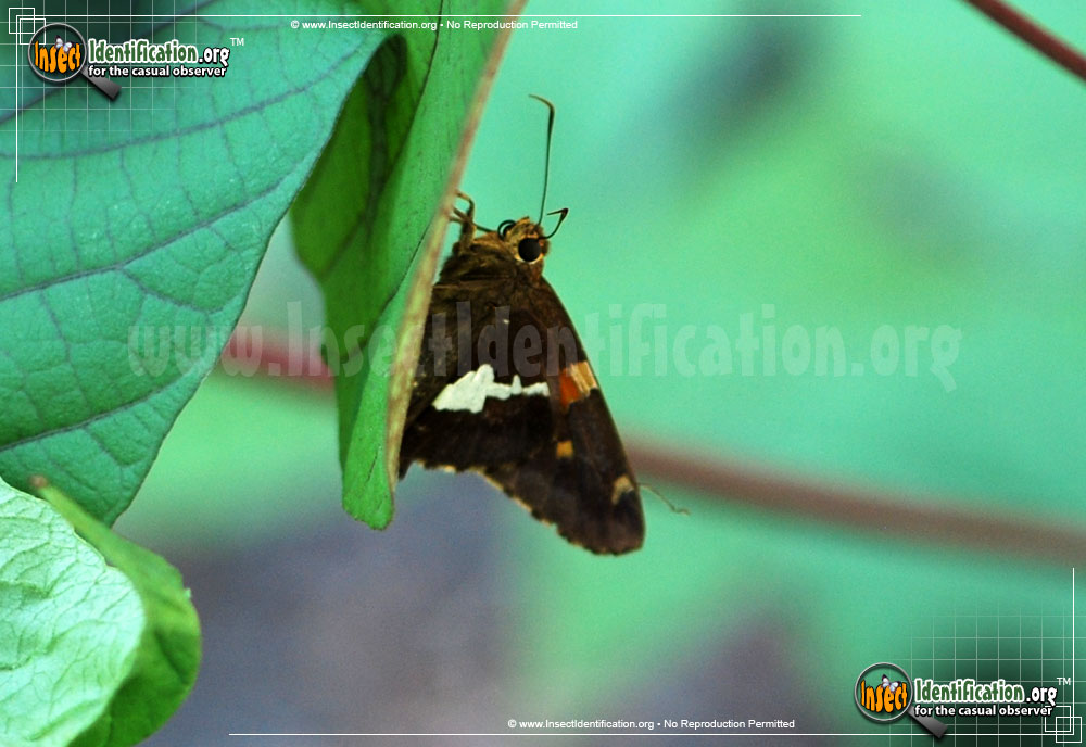 Full-sized image #4 of the Silver-spotted-Skipper