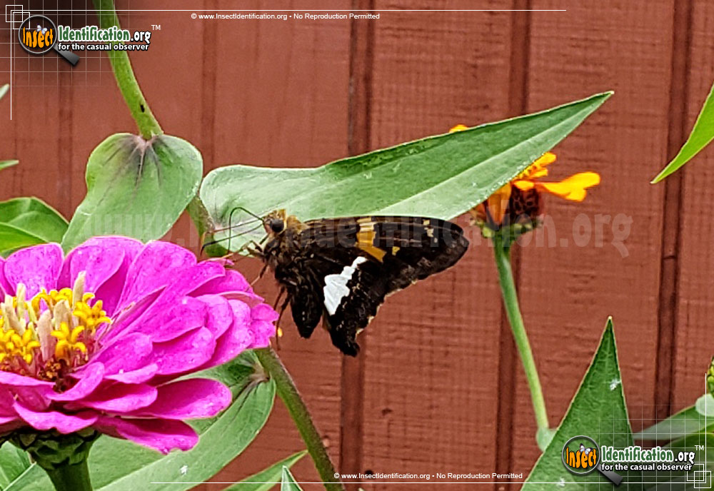 Full-sized image #6 of the Silver-spotted-Skipper
