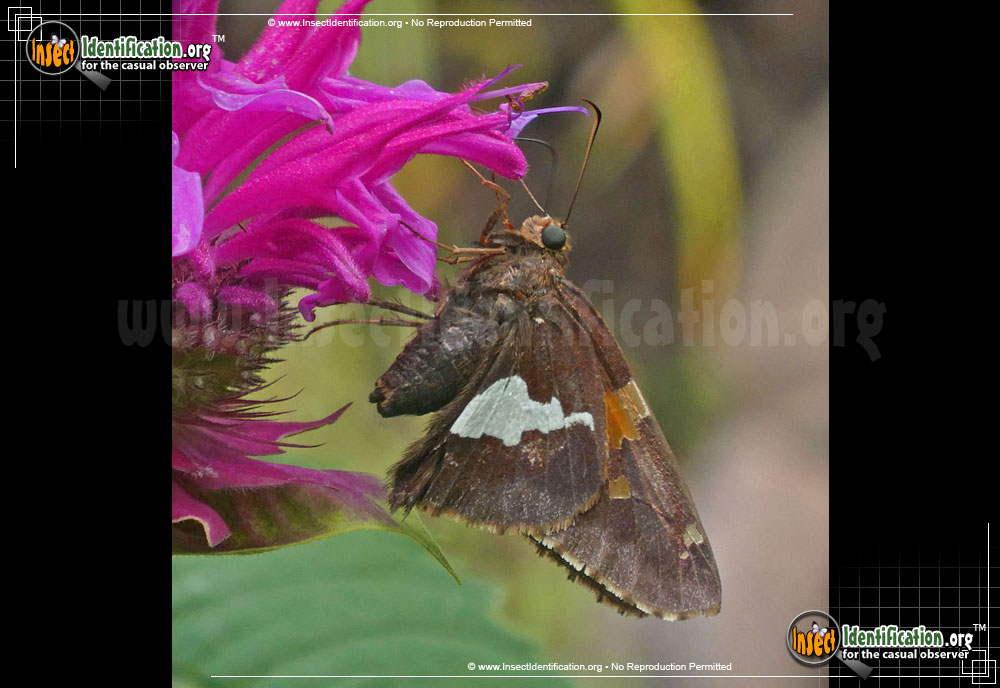 Full-sized image #9 of the Silver-spotted-Skipper
