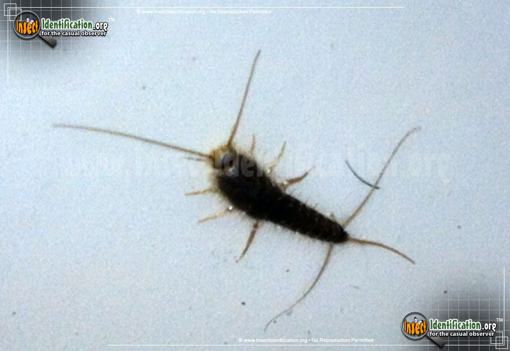 Full-sized image #2 of the Silverfish