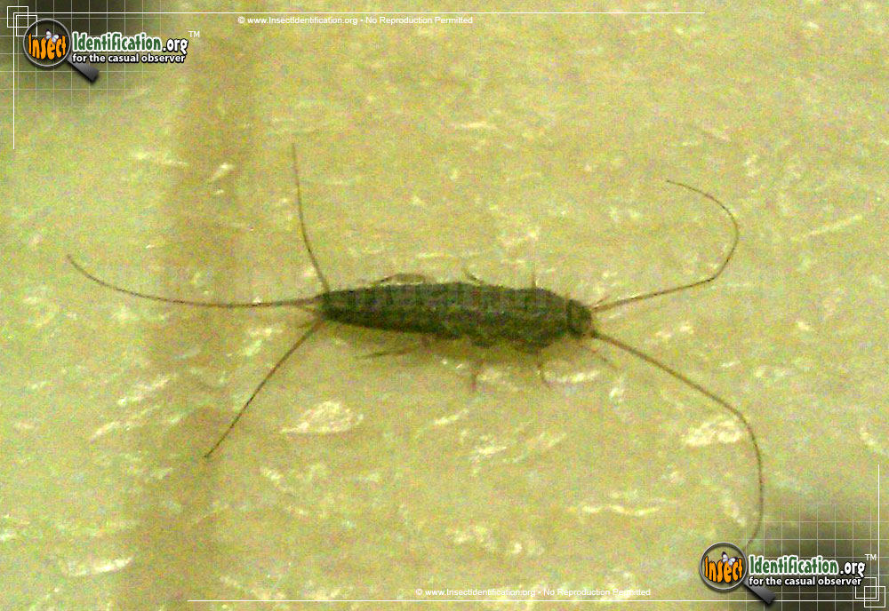 Full-sized image #3 of the Silverfish