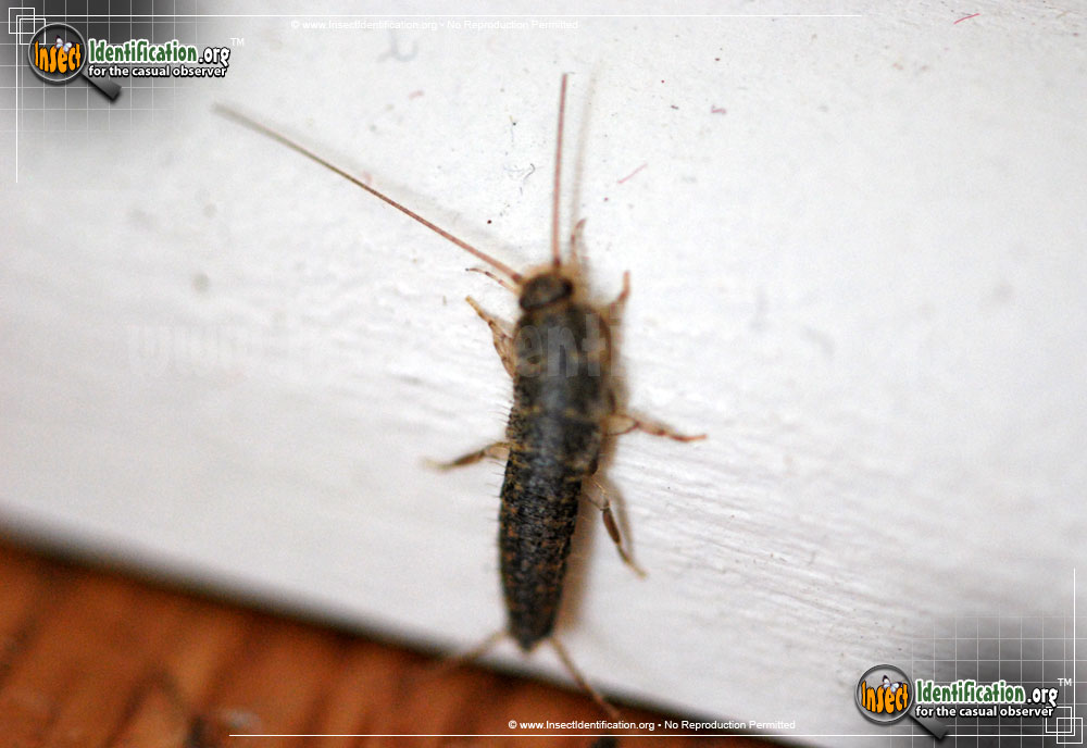 Full-sized image of the Silverfish