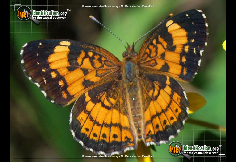 Full-sized image #3 of the Silvery-Checkerspot-Butterfly