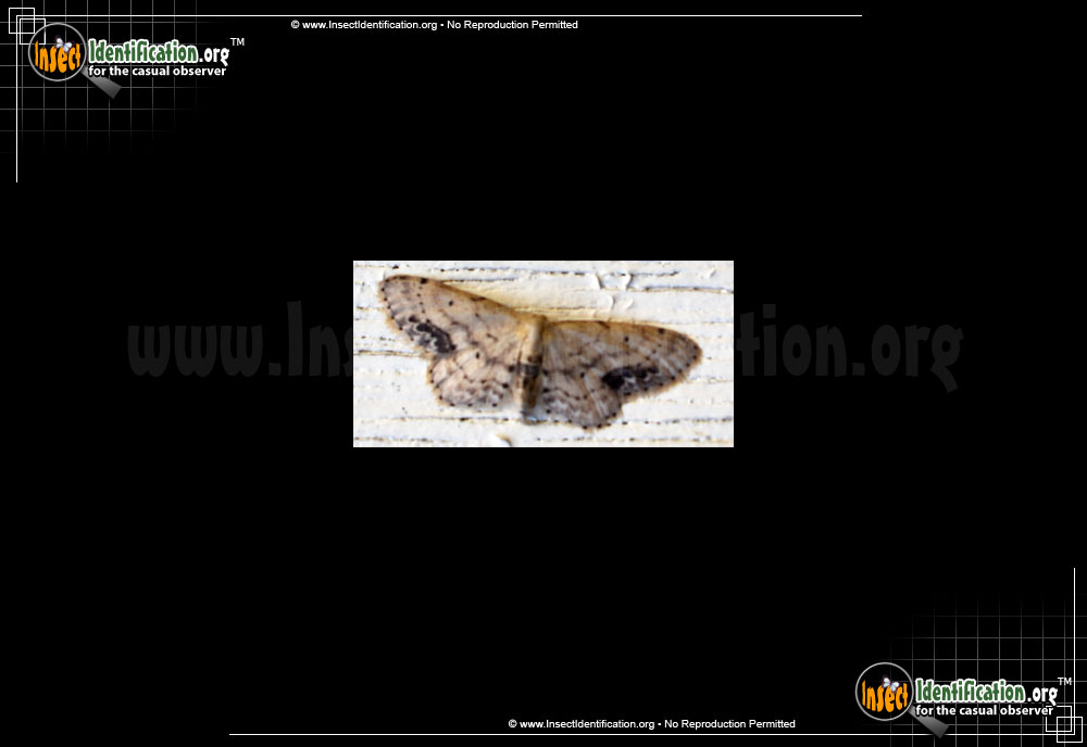 Full-sized image of the Single-Dotted-Wave-Moth