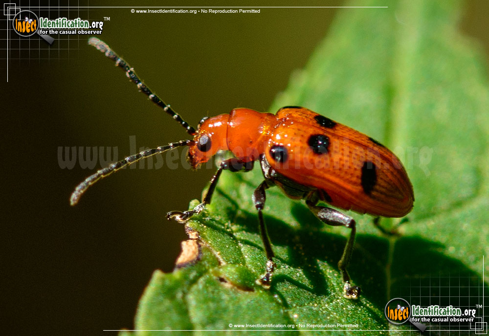 Full-sized image #2 of the Six-Spotted-Neolema-Beetle