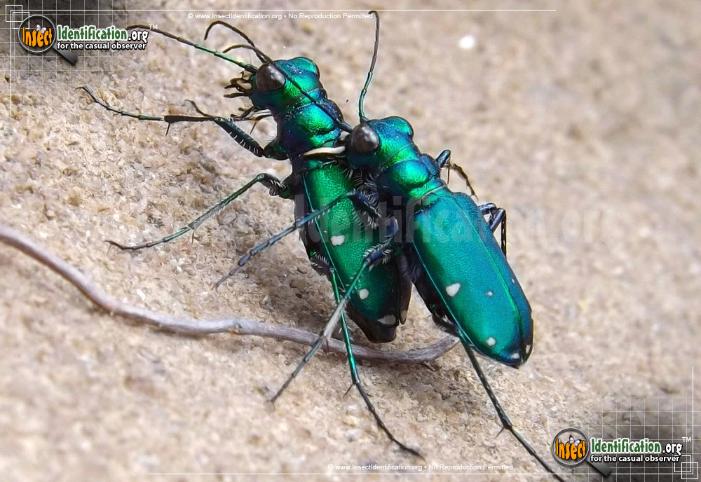 Full-sized image of the Six-Spotted-Tiger-Beetle