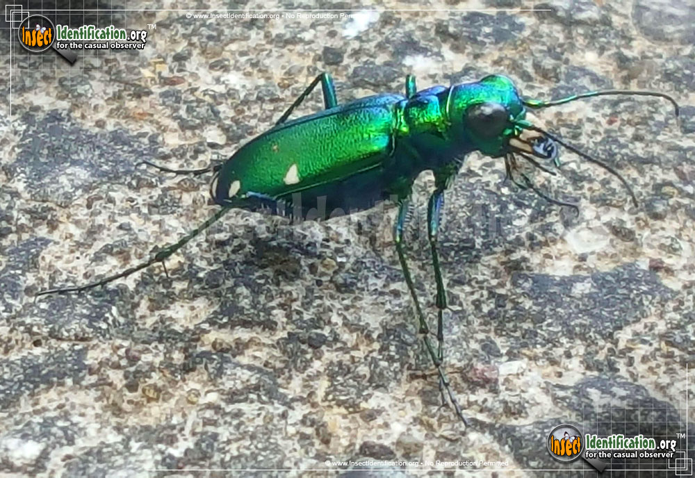 Full-sized image #3 of the Six-Spotted-Tiger-Beetle