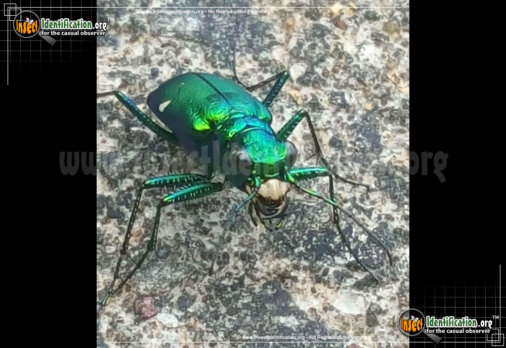 Full-sized image #2 of the Six-Spotted-Tiger-Beetle