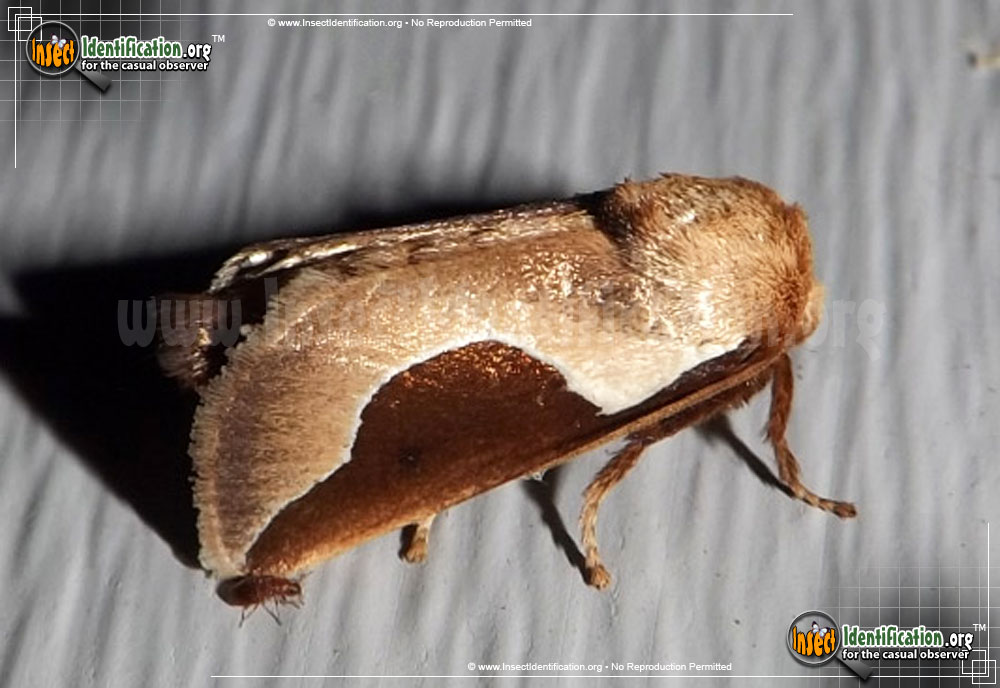 Full-sized image #3 of the Skiff-Moth