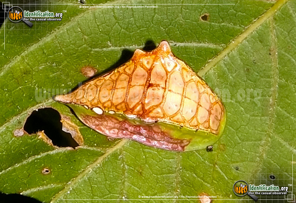 Full-sized image #7 of the Slug-Caterpillar-Moth
