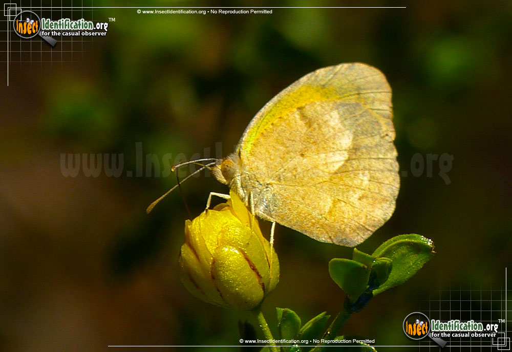 Full-sized image #2 of the Sleepy-Orange-Sulphur-Butterfly