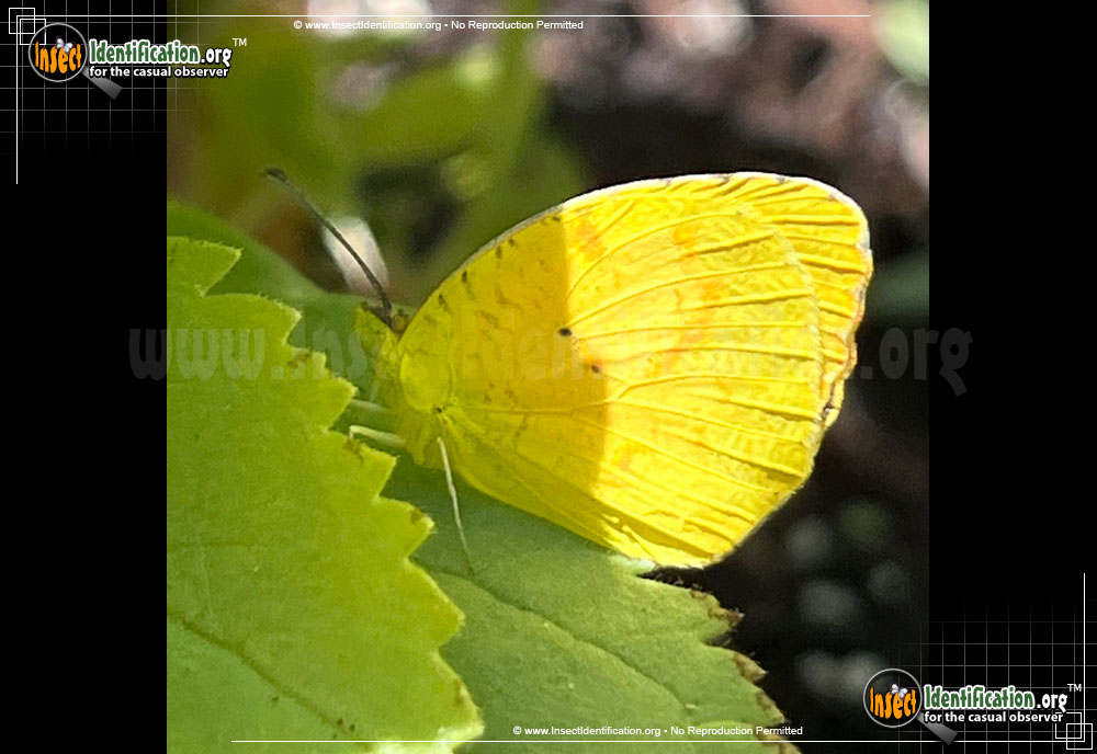 Full-sized image #4 of the Sleepy-Orange-Sulphur-Butterfly