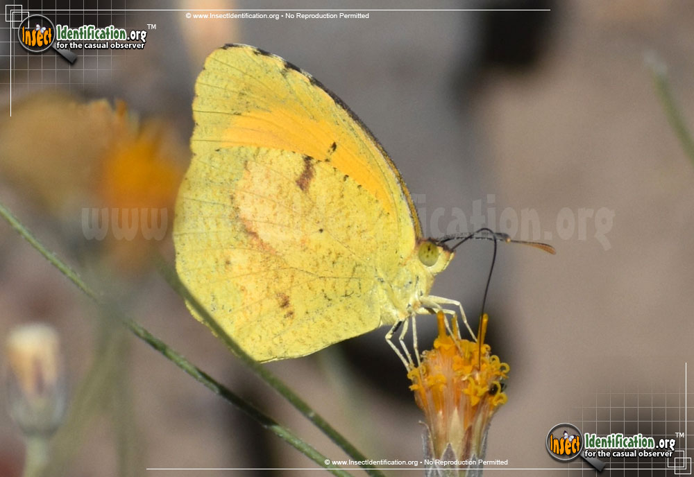 Full-sized image of the Sleepy-Orange-Sulphur-Butterfly