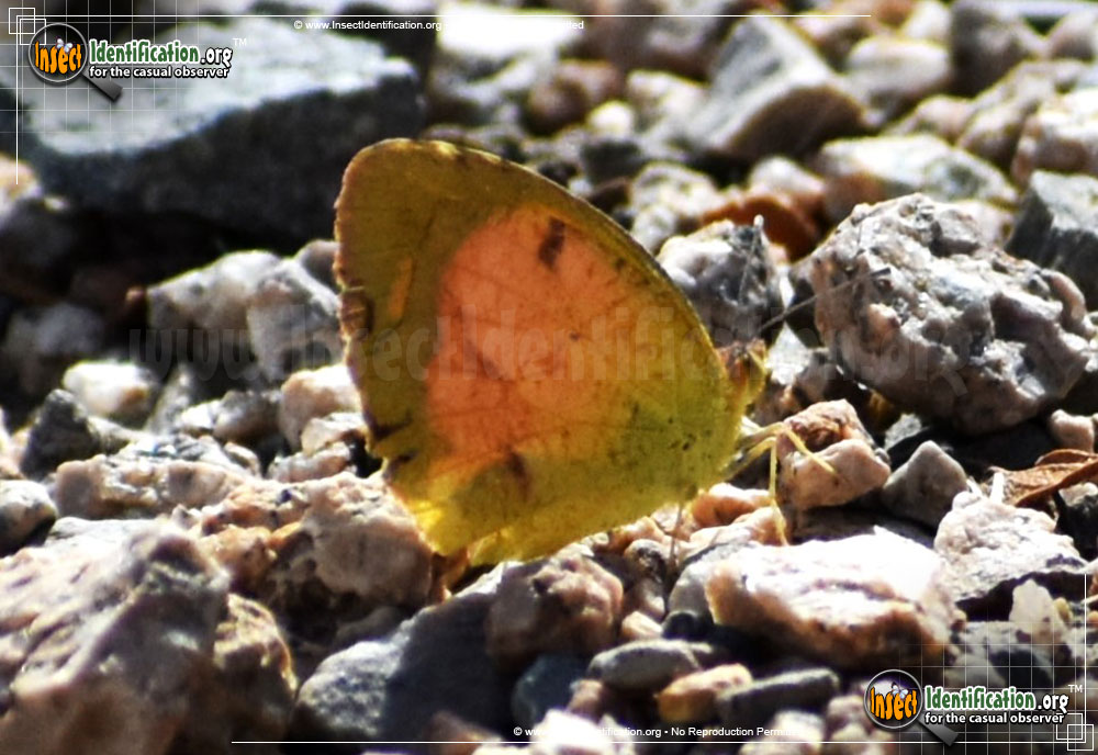 Full-sized image #10 of the Sleepy-Orange-Sulphur-Butterfly