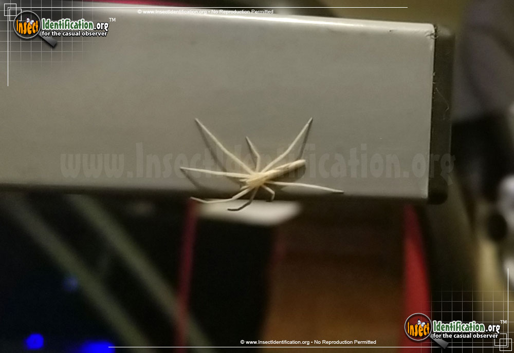 Full-sized image #2 of the Slender-Crab-Spider