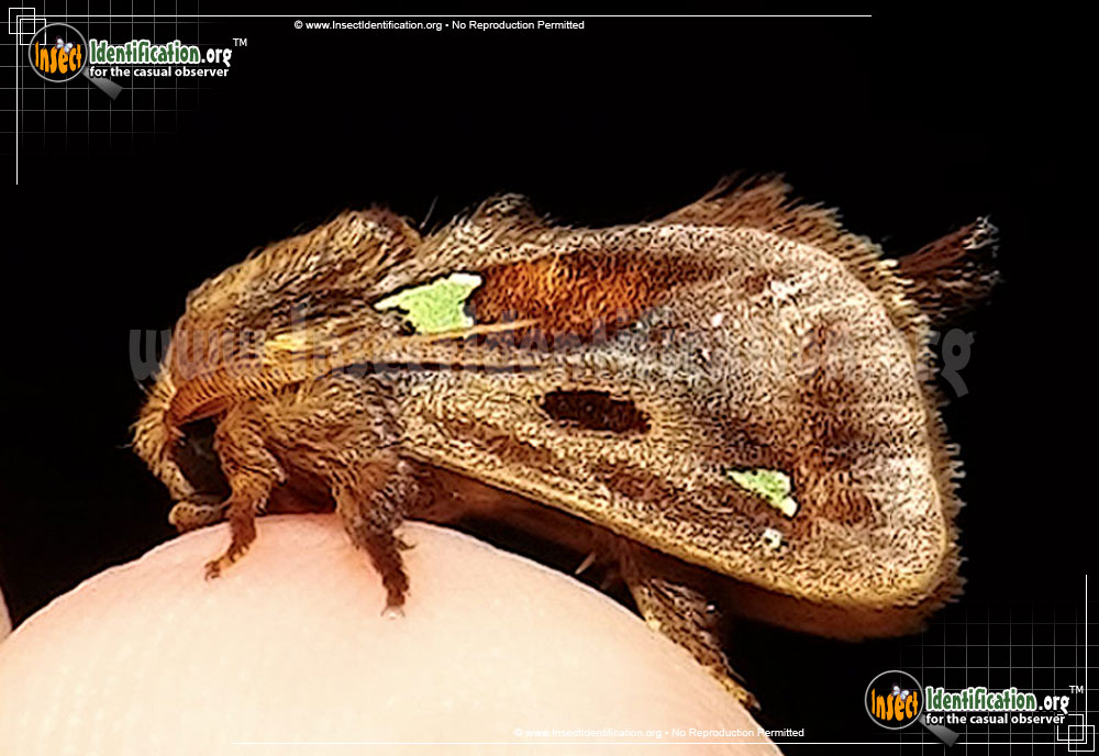 Full-sized image #2 of the Slug-Caterpillar-Moth