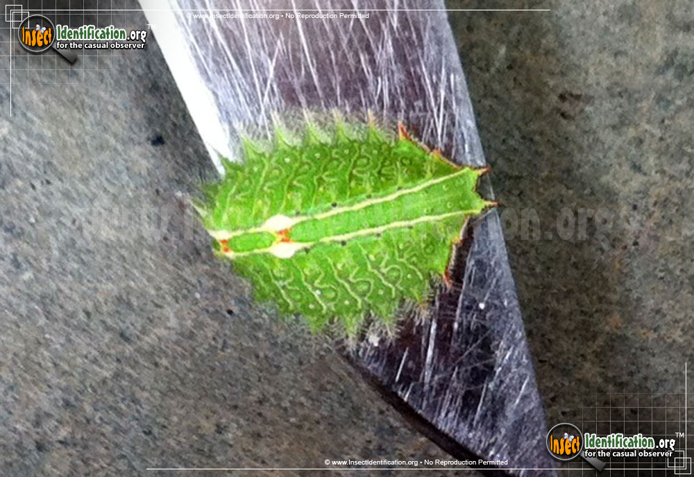 Full-sized image #3 of the Slug-Caterpillar-Moth
