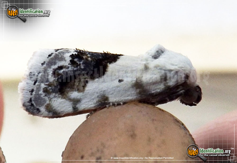 Full-sized image of the Small-Bird-Dropping-Moth