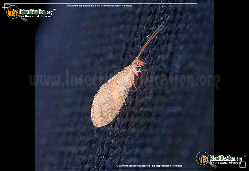 Full-sized image of the Small-Brown-Lacewing