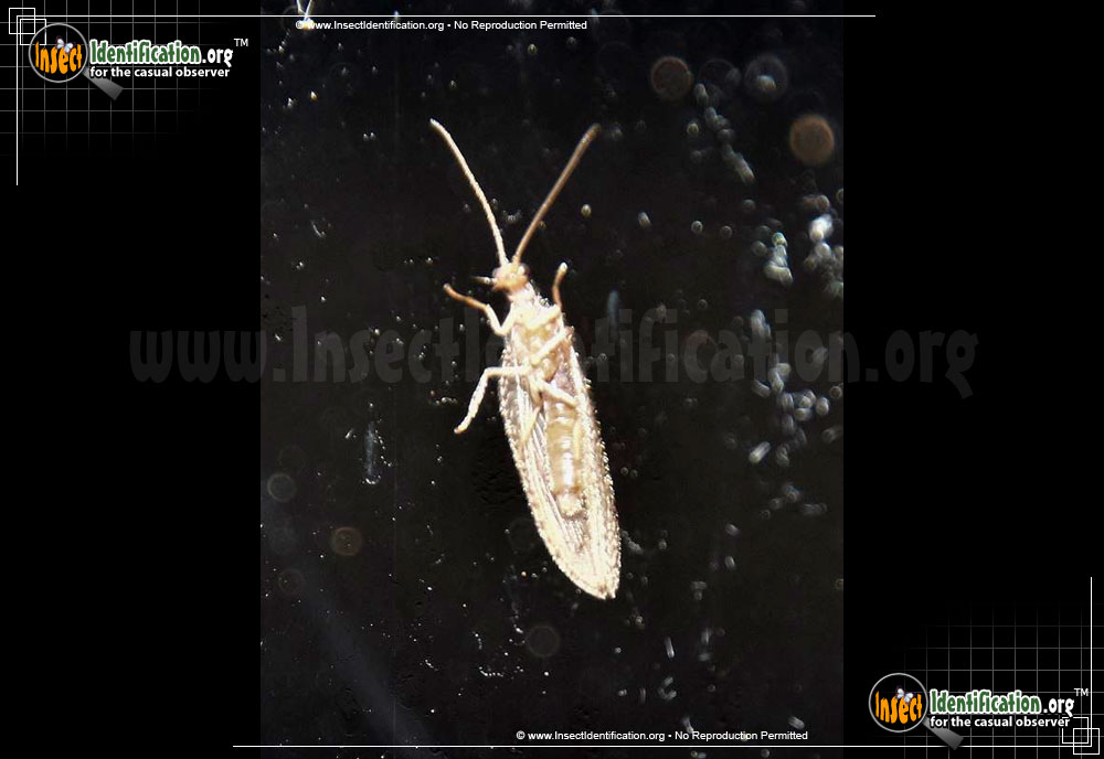 Full-sized image #2 of the Small-Brown-Lacewing