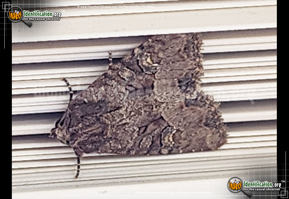 Full-sized image of the Small-Clouded-Brindle-Moth