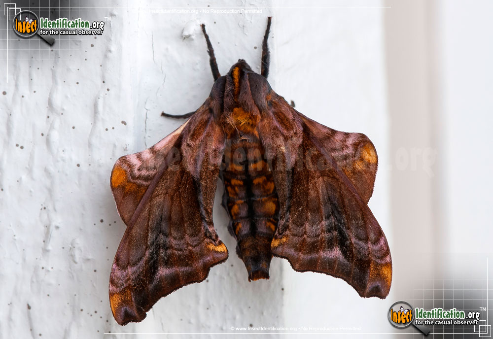 Full-sized image #5 of the Small-eyed-Sphinx-Moth