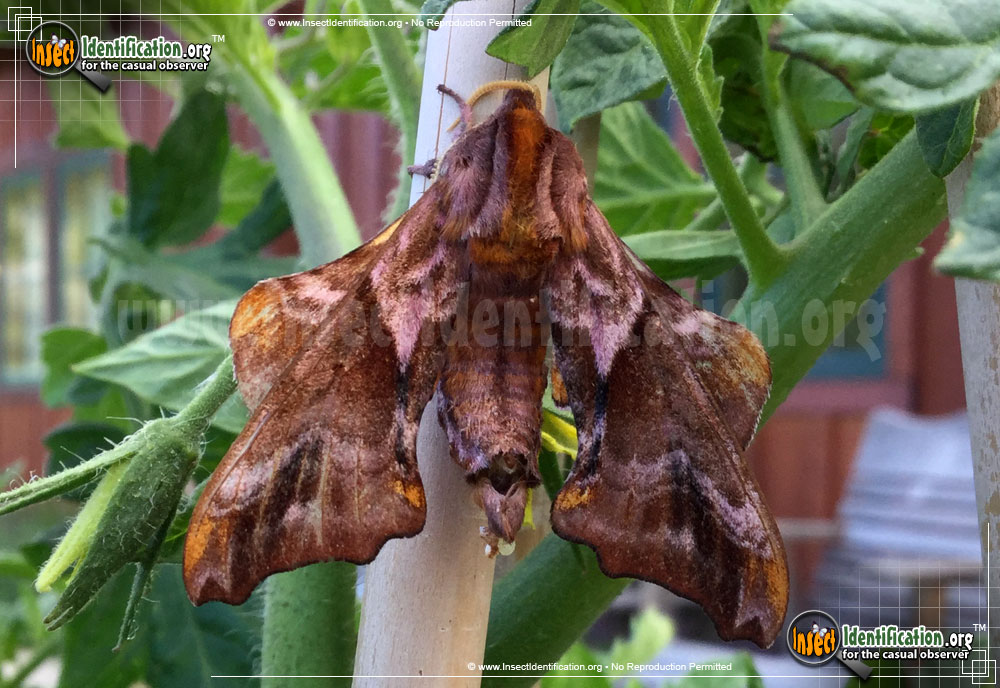 Full-sized image #3 of the Small-eyed-Sphinx-Moth
