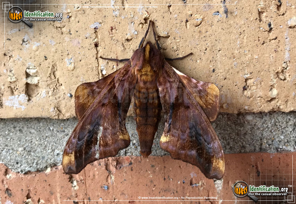 Full-sized image of the Small-eyed-Sphinx-Moth