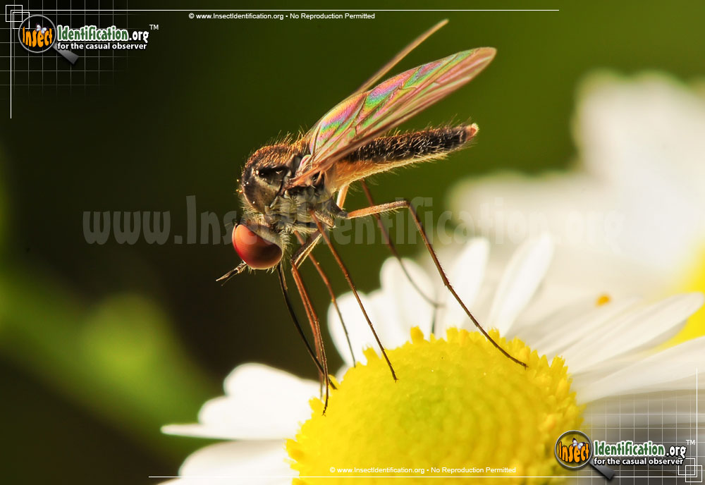 Full-sized image of the Small-House-Fly