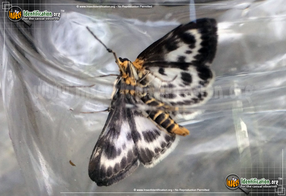 Full-sized image of the Small-Magpie-Moth