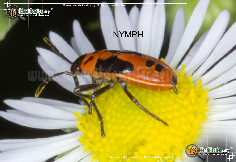 Full-sized image #5 of the Small-Milkweed-Bug