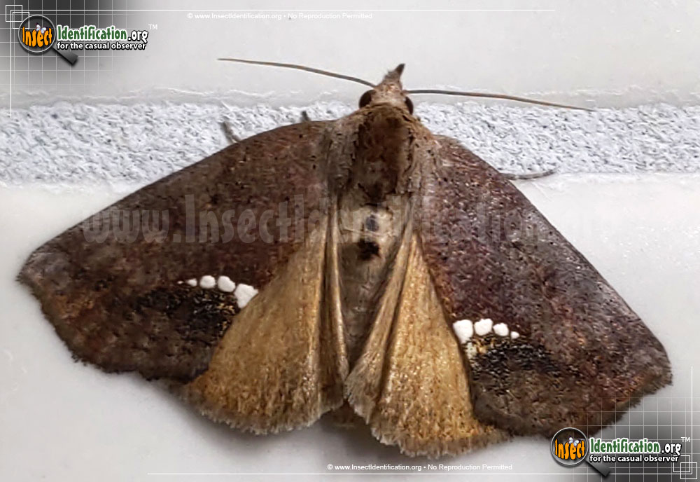 Full-sized image of the Small-Necklace-Moth