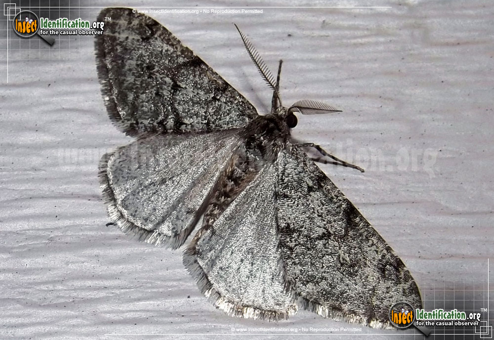 Full-sized image of the Small-Phigalia-Moth