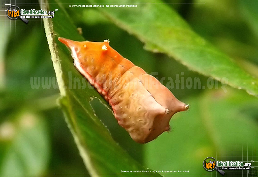 Full-sized image #6 of the Slug-Caterpillar-Moth