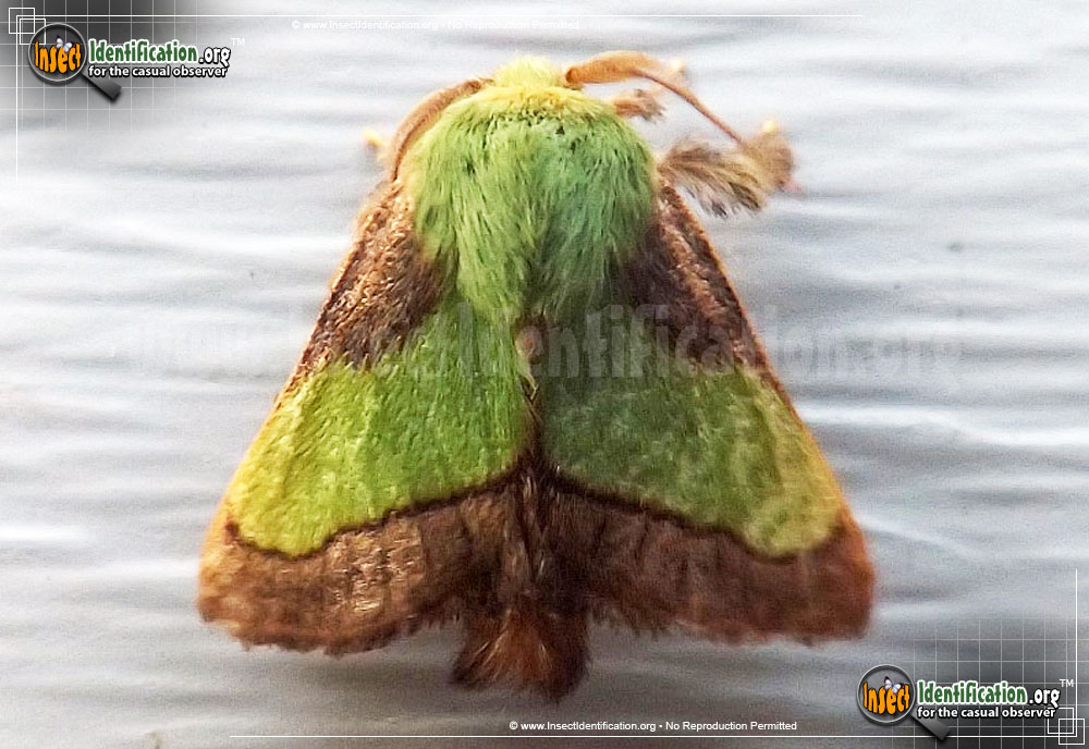 Full-sized image of the Smaller-Parasa-Moth