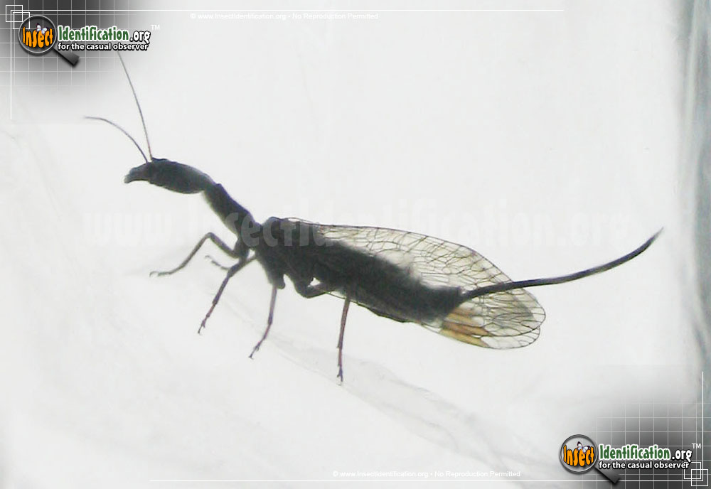 Full-sized image #3 of the Snakefly