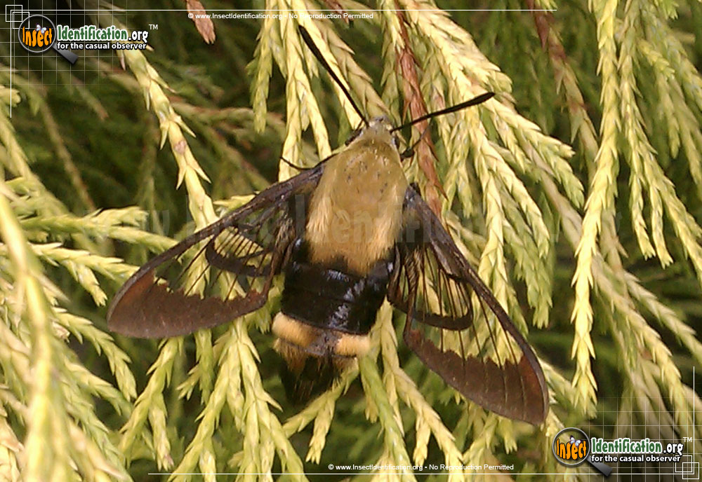 Full-sized image #10 of the Snowberry-Clearwing--Moth