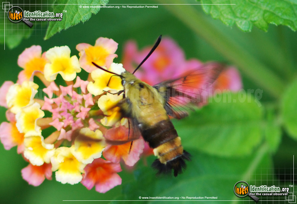Full-sized image of the Snowberry-Clearwing--Moth