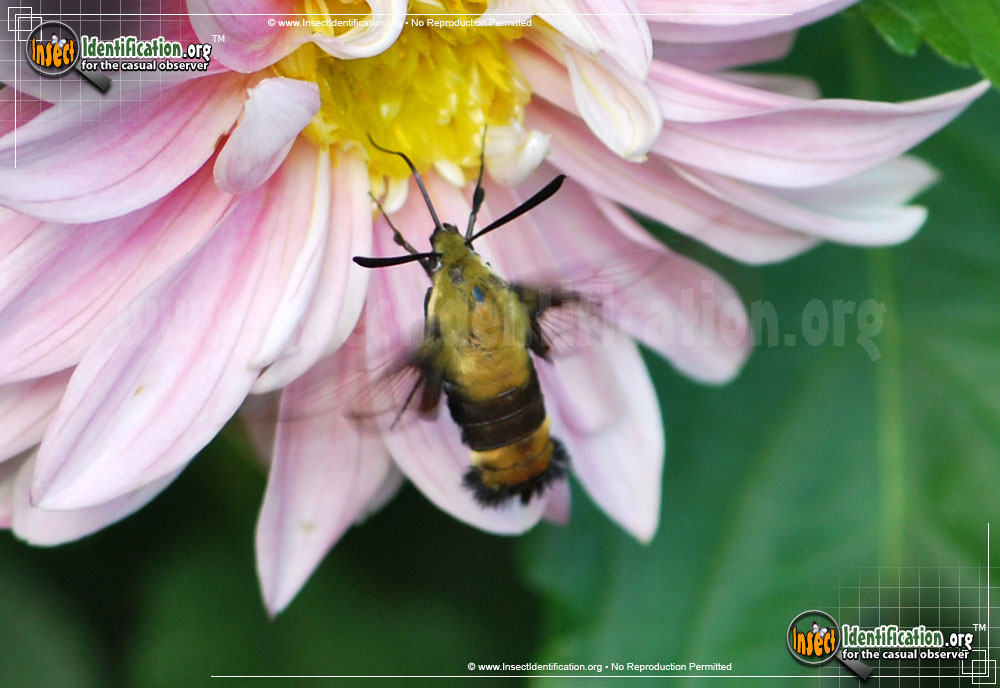Full-sized image #11 of the Snowberry-Clearwing--Moth