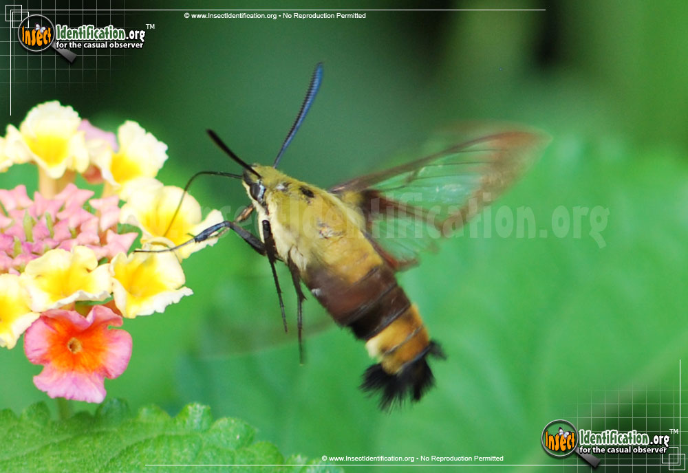 Full-sized image #9 of the Snowberry-Clearwing--Moth