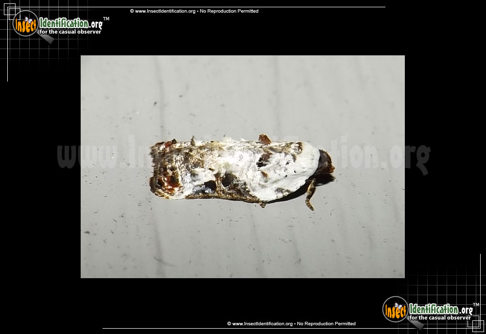 Full-sized image of the Snowy-Shouldered-Acleris-Moth