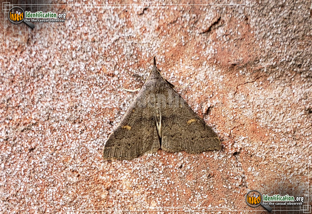 Full-sized image of the Sober-Renia-Moth