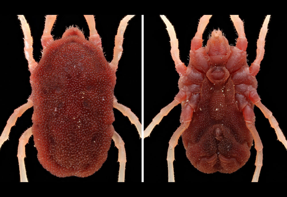 Full-sized image of the Soft-Bodied-Tick