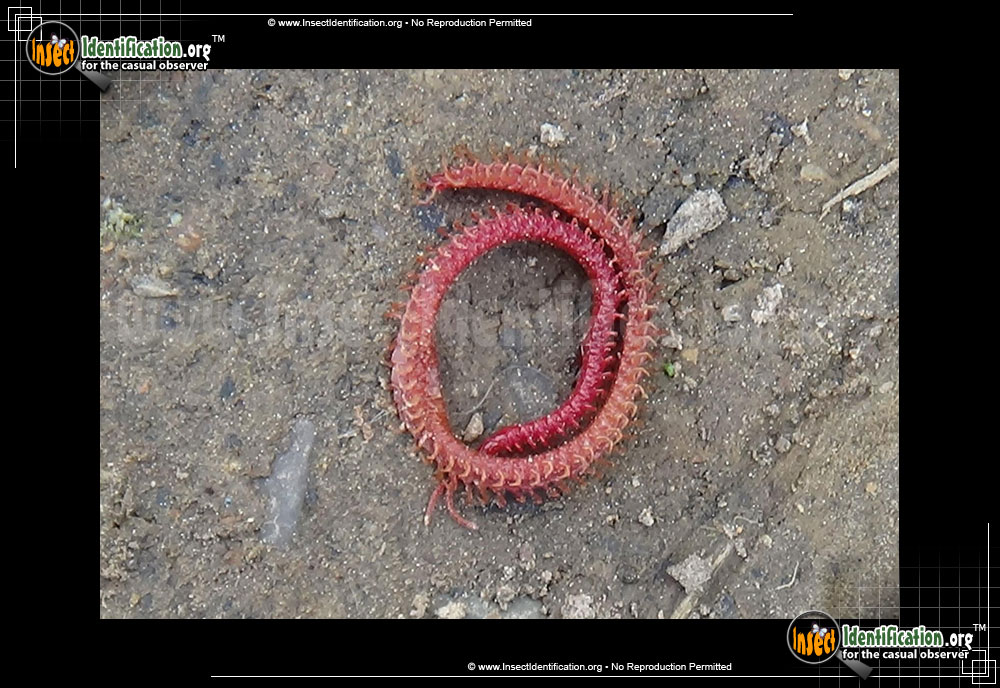 Full-sized image #2 of the Soil-Centipede